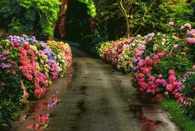 פאזל של jardin