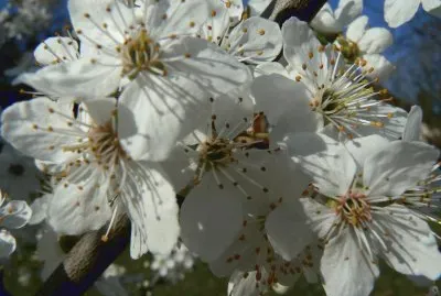 printemps jigsaw puzzle