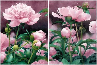 פאזל של Peonies