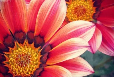 פאזל של Gazania