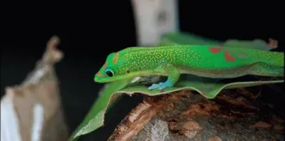 MARSU