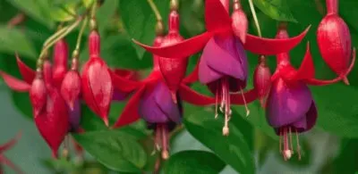 Plantas jigsaw puzzle