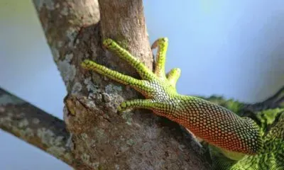 MARSU