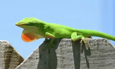 MARSU