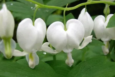 coeur de marie jigsaw puzzle