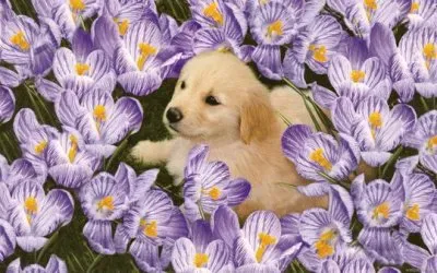 New born Golden Retriever