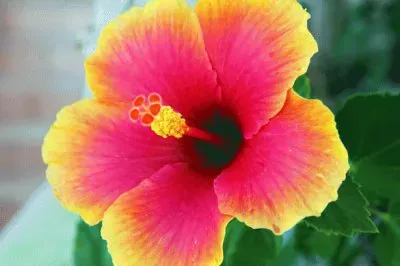 Hibiscus Flower jigsaw puzzle