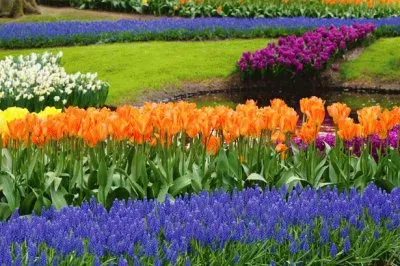 Spring In Garden
