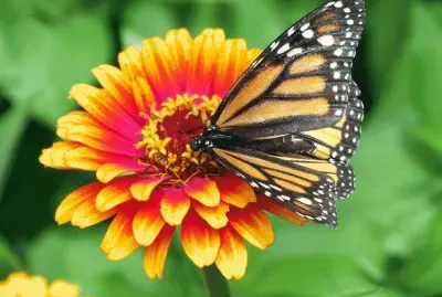 Monarch Butterfly on Flower