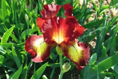 iris jigsaw puzzle