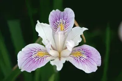iris jigsaw puzzle