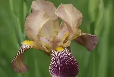iris jigsaw puzzle