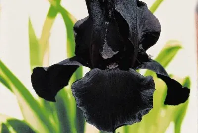 iris jigsaw puzzle