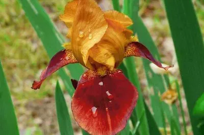 iris jigsaw puzzle