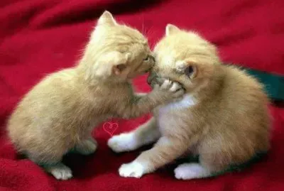 155401_414840335291606_240328905_n