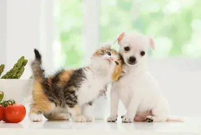 600463_409085655867074_330750814_n