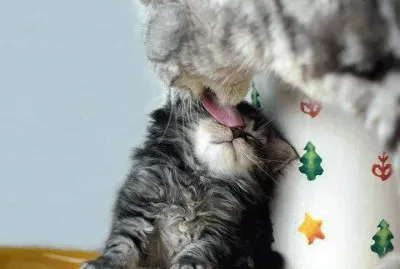 946916_387583104683996_1775393991_n