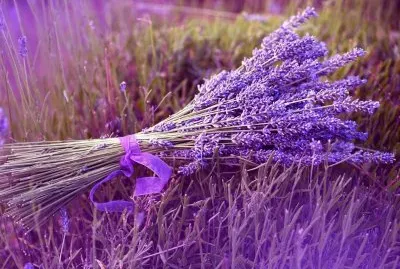 Lavanda