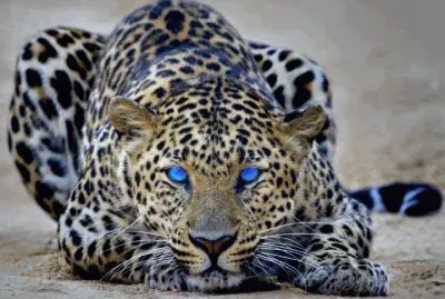 970850_404201709688802_626485431_n jigsaw puzzle