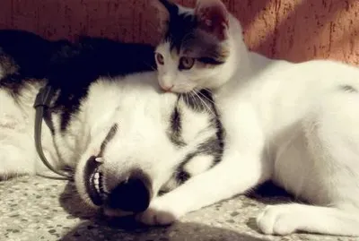 247029_385084251600548_850755872_n