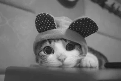 485420_381436058632034_353582471_n