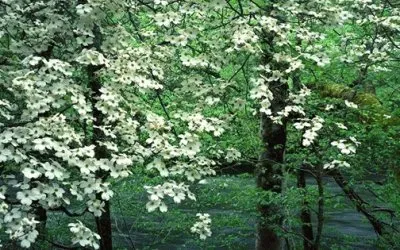 פאזל של 576853_370790313036017_58554462_n