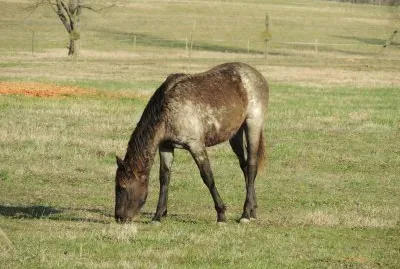 Late Afternoon Grazing