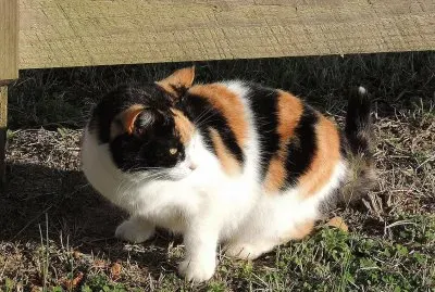 Calico Cat