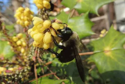 Bumble Bee jigsaw puzzle