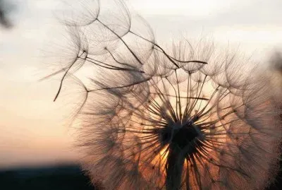 954772_390449741063999_42811316_n