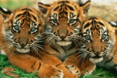 602120_361408500634790_614669449_n jigsaw puzzle