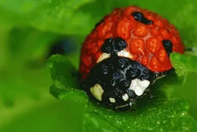 554994_360070327435274_104426203_n