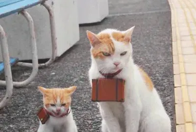 426423_359997487442558_2049151169_n