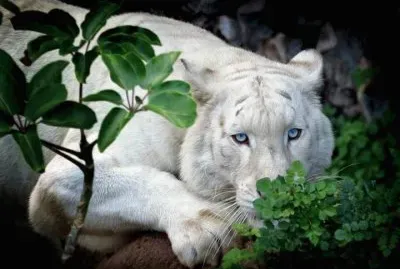 3523_356303857811921_171406255_n jigsaw puzzle