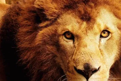 32162_349971421778498_224788520_n jigsaw puzzle