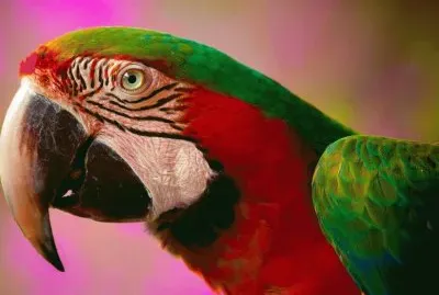 526726_349971341778506_1487831565_n jigsaw puzzle