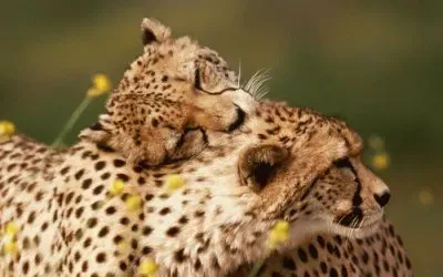 539801_346619348780372_1990391385_n jigsaw puzzle