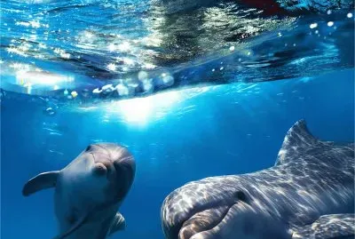 317927_338493816259592_1779371831_n jigsaw puzzle