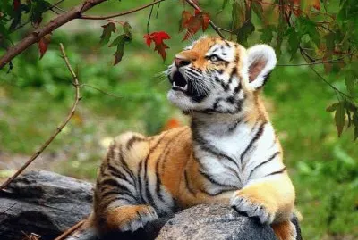 75059_338431862932454_46998013_n jigsaw puzzle