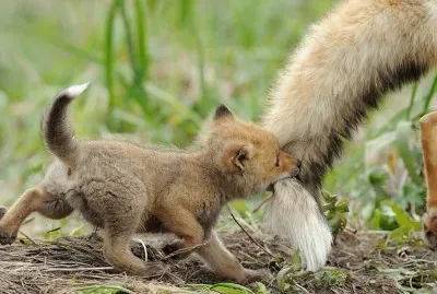 555313_332759300166377_667398969_n jigsaw puzzle