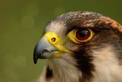 307519_331262143649426_1736993875_n jigsaw puzzle