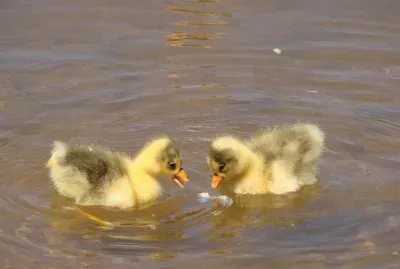 481232_330472603728380_1353672777_n jigsaw puzzle