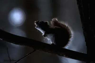 427628_330450573730583_936089928_n jigsaw puzzle