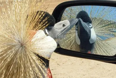 207655_328775467231427_1020296054_n jigsaw puzzle