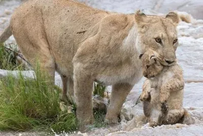 Leoa e sua Cria