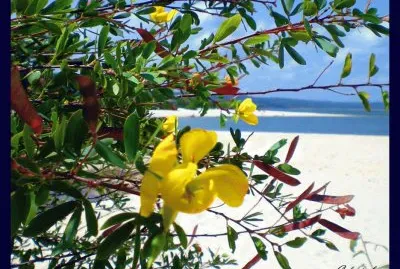 Por detras das flores
