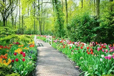 פאזל של Tulipas em Jardim