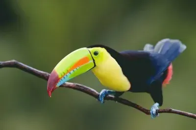 פאזל של Tucan