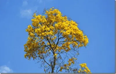 Mata AtlÃ¢ntica - IpÃª amarelo