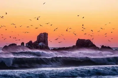 Aves Marinhas jigsaw puzzle
